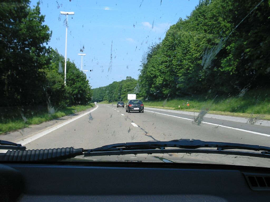 01 Attaques d'insectes.JPG